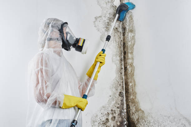 Best Black Mold Removal  in Victoria, TX