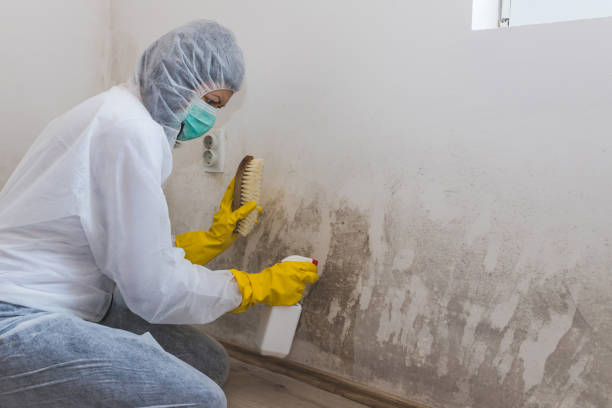 Best Commercial Mold Removal  in Victoria, TX