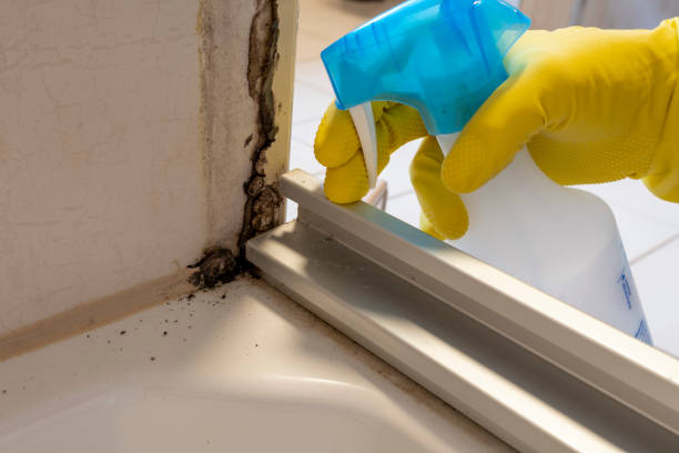 Best Black Mold Removal  in Victoria, TX
