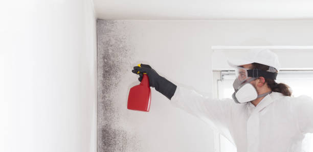 Best Mold Damage Repair  in Victoria, TX