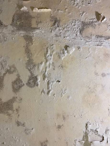 Best Best Mold Removal Companies  in Victoria, TX