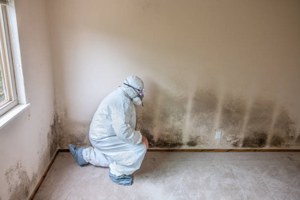 Best Local Mold Removal Service  in Victoria, TX