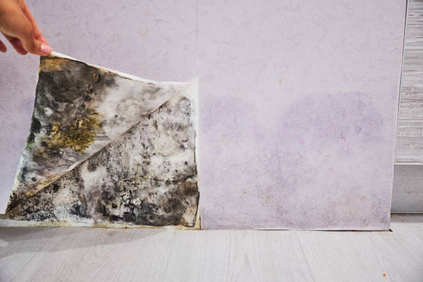Best Mold Removal and Inspection  in Victoria, TX